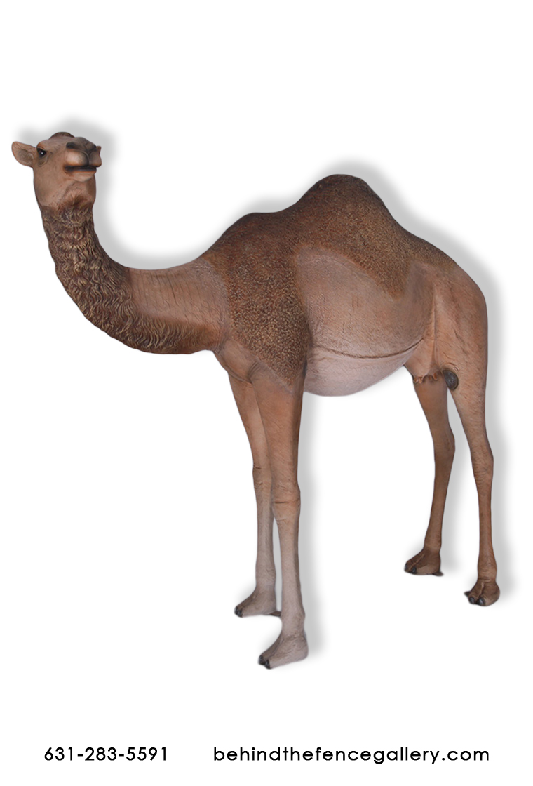 Female Dromedary Camel Statue