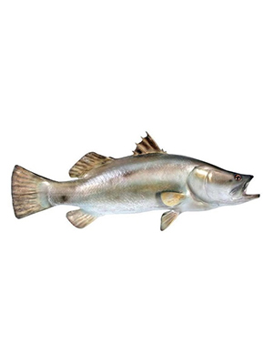 Barramundi Fish - Click Image to Close