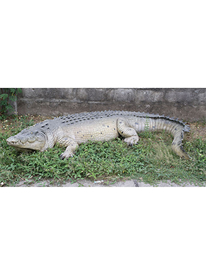 Crocodile Statues