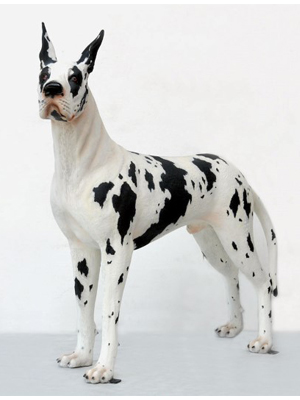 Great Dane Harlequin Dog - Click Image to Close