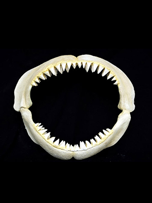 Great White Shark Jaws ( Small ) - Click Image to Close