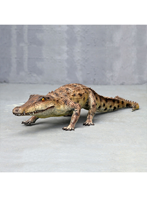 Salt Water Crocodile - Click Image to Close